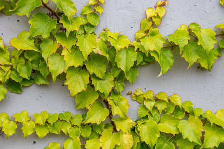 Damaged rustic wall half covered by Common Ivy. Also known as Hedera helix, English ivy or European ivy. With copy space.の写真素材