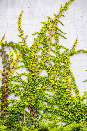 Green ivy on the wall. Green leaves on the wall.の写真素材