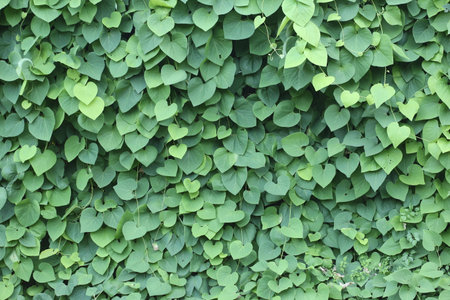 Background of green ivy branchesの写真素材