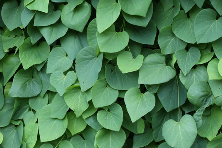 Background of green ivy branches
