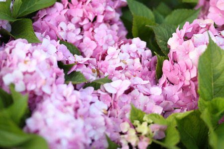 Pink hydrangea flowers blooming in the summer garden.の写真素材