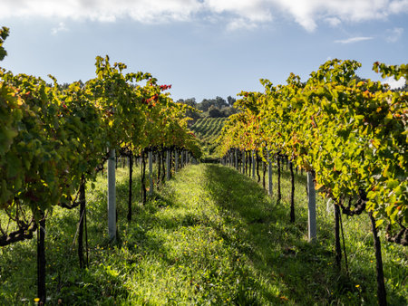 Ruby Vineyards. The Row of Red Grapes is a visual tribute to the beauty of the vineyards laden with ripeの写真素材