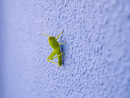 A common green grasshopper or green locust resting on a blue stucco wall inside a home.