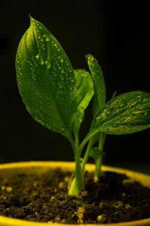 Details of a few drops of water on the green leaves of a plant with a yellow flowerpot and a black...
