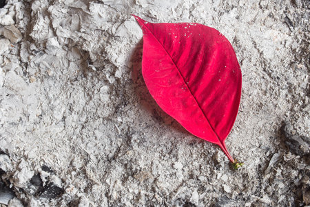 Top view of a vibrant beauty red poinsettia leaf set against a backdrop of dried ashes with the leaf and ashes arranged to create a peaceful mood with copy space. Organic abstract texture backgroundの写真素材