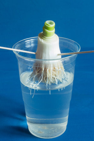 A close-up of a two-centimeter leek stem cut and placed in a transparent glass with water halfway up the glass, showing how it starts to sprout new roots and leaves from the cut end. Regrowing leeks.の写真素材
