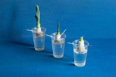 A diagonal arrangement of three growing leeks from their roots in water showing the progression of their growth from a small white root to a green and leafy stem on a blue backgorund. Home gardening.の写真素材