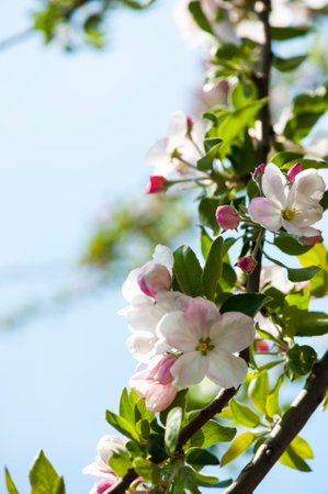 flower of an apple tree on a blurred backgroundの写真素材