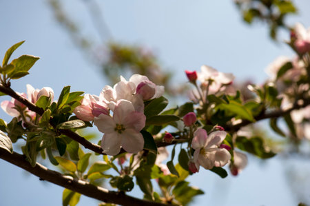 flower of an apple tree on a blurred backgroundの写真素材