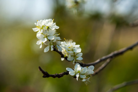flower of an apple tree on a blurred backgroundの写真素材