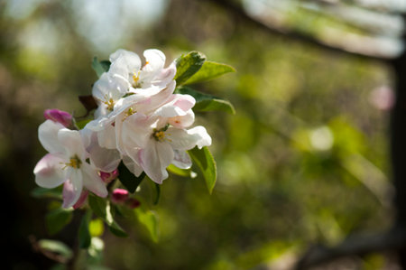 flower of an apple tree on a blurred backgroundの写真素材