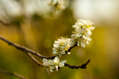 flower of an apple tree on a blurred backgroundの写真素材