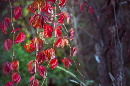 branch with red leaves The colorful and beautiful autumn leavesの写真素材