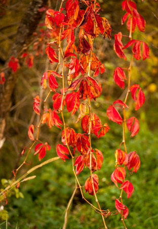 branch with red leaves The colorful and beautiful autumn leavesの写真素材