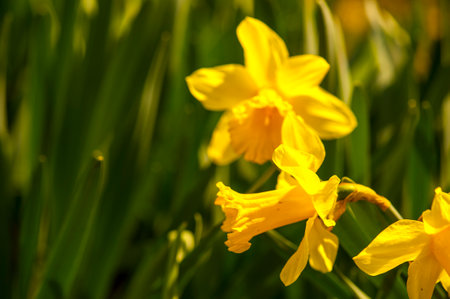 Yellow spring flowers  of narcissus daffodils on a blurred backgroundの写真素材