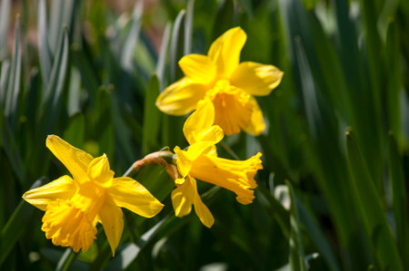 Yellow spring flowers  of narcissus daffodils on a blurred backgroundの写真素材