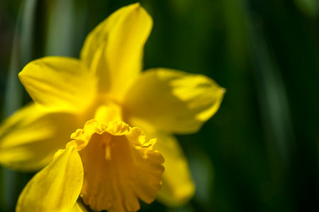 Yellow spring flowers  of narcissus daffodils on a blurred backgroundの写真素材