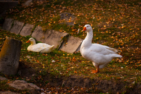 duck walking around,White Pekin duckの写真素材