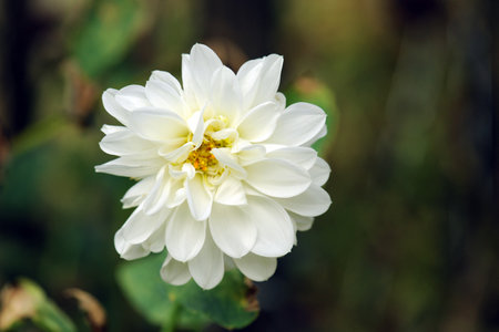 chrysanthemum flower, Beautiful zinnia flower blooming in garden. Sunflower tribe flowers. Daisy family flowersの写真素材