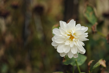 chrysanthemum flower, Beautiful zinnia flower blooming in garden. Sunflower tribe flowers. Daisy family flowersの写真素材