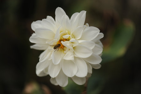 chrysanthemum flower, with a bumblebee Beautiful zinnia flower blooming in garden. Sunflower tribe flowers. Daisy family flowers.の写真素材