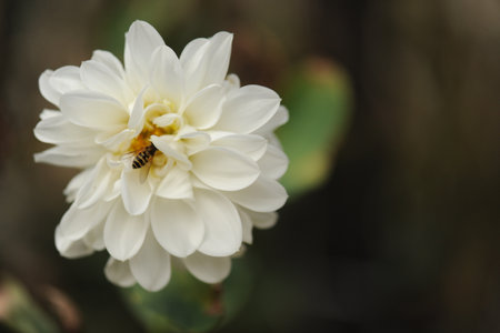 chrysanthemum flower, with a bumblebee Beautiful zinnia flower blooming in garden. Sunflower tribe flowers. Daisy family flowers.の写真素材