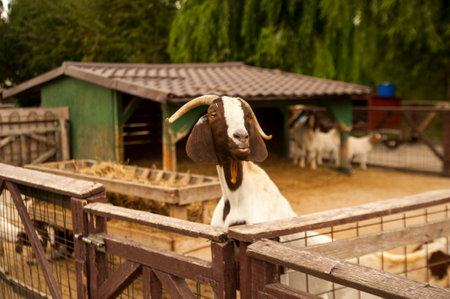 photo of a mountain goat on a farm looking to the side white goat with brown earsの写真素材