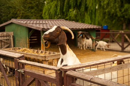 photo of a mountain goat on a farm looking to the side white goat with brown earsの写真素材