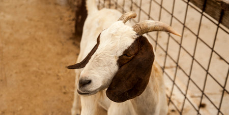photo of a mountain goat on a farm looking to the side white goat with brown earsの写真素材