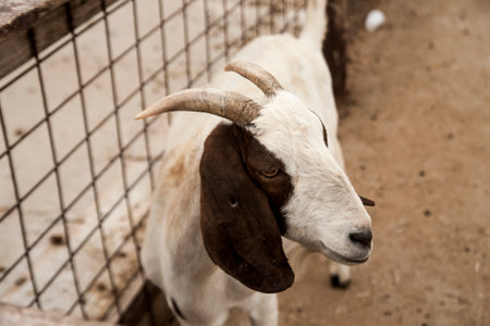 photo of a mountain goat on a farm looking to the side white goat with brown earsの写真素材