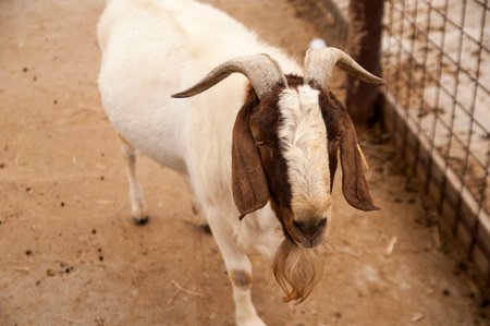 Photo of a mountain goat on a farm , photo of a white goat with brown earsの写真素材