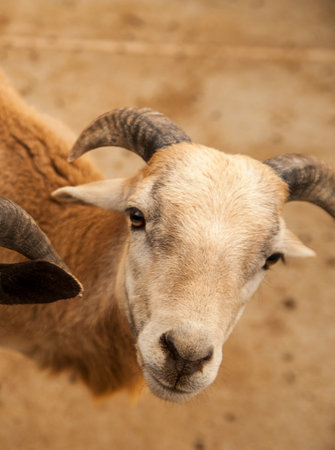 mountain goat on a farm , photo of a white goat looking at the cameraの写真素材