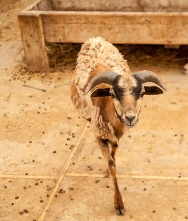 brown baby goat with black around the eyesの写真素材