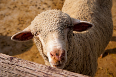 domestic farm sheep face detail close up photoの写真素材