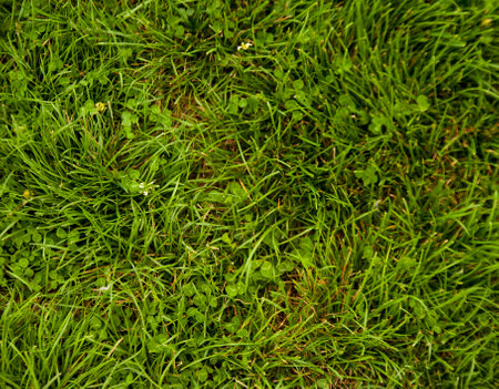 close up photo of grass can be used as background wallpaperの写真素材