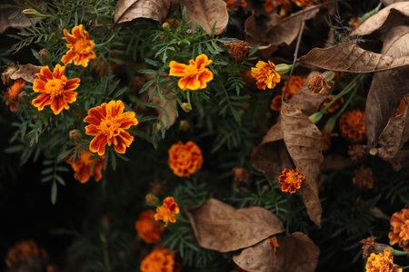 Orange marigold flowers in garden, green background, closeup ,withered marigold in the garden on autumn season.の写真素材