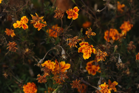 Orange marigold flowers in garden, green background, closeup ,withered marigold in the garden on autumn season.の写真素材