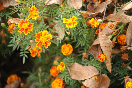 Orange marigold flowers in garden, green background, closeup ,withered marigold in the garden on autumn season.の写真素材