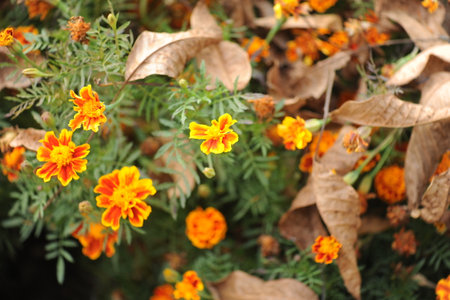 Orange marigold flowers in garden, green background, closeup ,withered marigold in the garden on autumn season.の写真素材