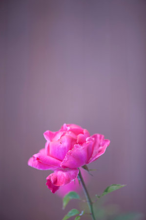 photo of a isolated pink rose on a blurred backgroundの写真素材