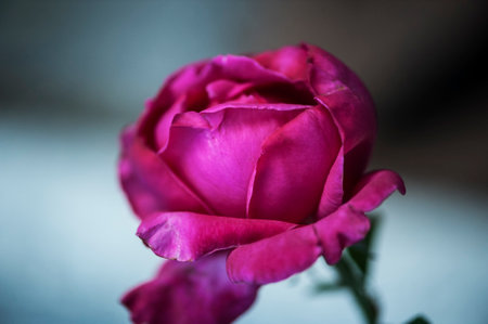 photo of a isolated pink rose on a blurred backgroundの写真素材