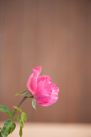 photo of a isolated pink rose on a blurred backgroundの写真素材