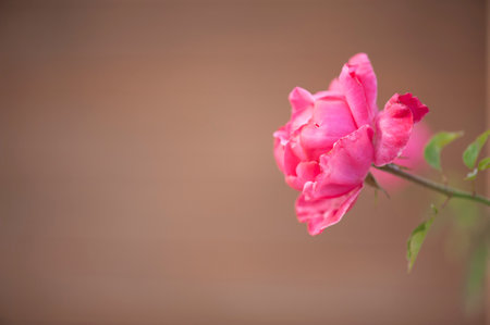 photo of a isolated pink rose on a blurred backgroundの写真素材