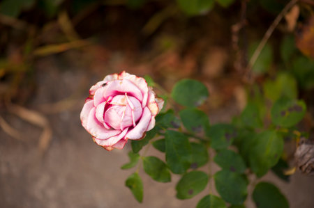 photo of a isolated pink roseの写真素材