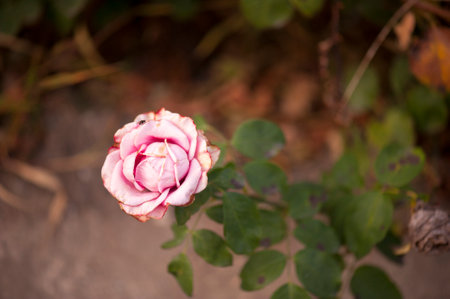 photo of a isolated pink roseの写真素材