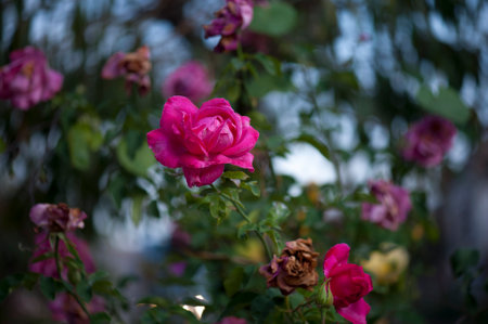 photo of a isolated pink rose on a blurred backgroundの写真素材