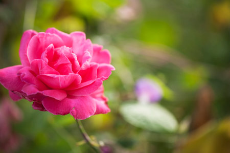 photo of a isolated pink rose on a blurred backgroundの写真素材