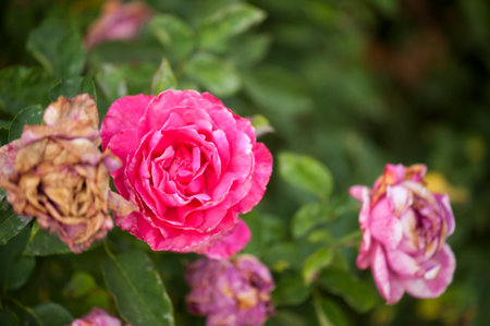 photo of a isolated pink rose on a blurred backgroundの写真素材