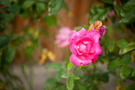 photo of a isolated pink rose on a blurred backgroundの写真素材