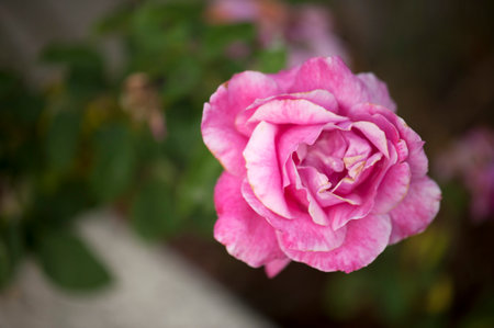 photo of a isolated pink rose on a blurred backgroundの写真素材
